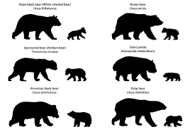 Download Download Free Svg Cut Files For Cricut Bear Silhouette Svg