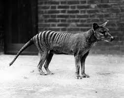 They once lived across australia and new guinea. Sightings Show That The Extinct Tasmanian Tiger May Still Be Alive People Com