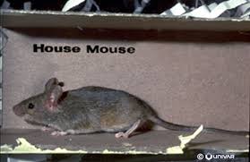 Call progressive pest control for a certified rodent control technician dispatched to your house. Rodent Control Mice Rat Exterminator In Las Vegas Js Pest Control