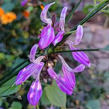 Image result for Cladostemon kirkii