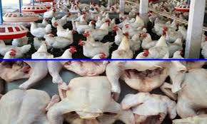 Ayam pedaging juga biasa kita kenal dengan sebutan ayam potong. Harga Ayam Potong Broiler Hari Ini Terbaru 2018