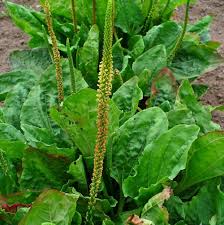 Image result for Plantago