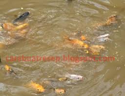 Seperti di sungai dan danau. Cara Membuat Umpan Ikan Mas Jitu Juara Lomba Mancing 2021 Resep Masakan Indonesia