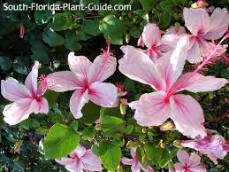 Image result for Hibiscus kirkii