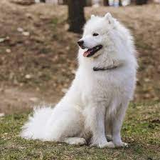 Images and contact info on adverti… more. Samoyed Puppies For Sale Adoptapet Com