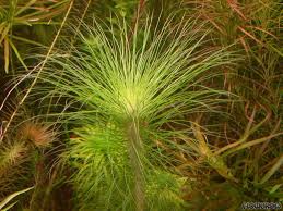 Image result for Eriocaulon schimperi