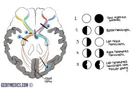 eye anatomy blood supply orbit extraocular muscles