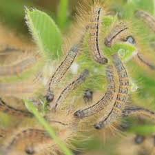 Gypsy moth caterpillars partially or entirely strip trees of their leaves. Gypsy Moth Infestation Is Worst In Decades Wrgb