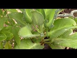 Pin Em Plantas