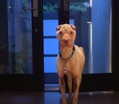 We did not find results for: Dog Transforms In New Home With A Lot Of Love