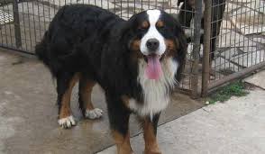 Both parents are large dogs, so your puppy will probably grow to be around 22 to 28 inches tall, weighing between 65 and 95 pounds. 10 Things You Didn T Know About The Golden Mountain Dog