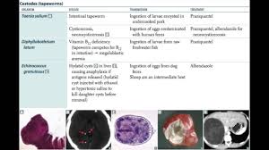 parasitology usmle