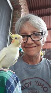 How to help a sick cockatiel with a respiratory problem take antibiotics?