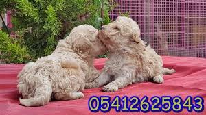 Poodle Ozellikleri Poodle Oyuncak Kanis Kopek