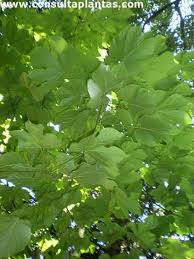 Image result for Firmiana