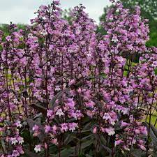 Deep burgundy purple leaves look attractive all season long and form a tall, full and refined habit. Midnight Masquerade Beardtongue Penstemon Hybrid Proven Winners
