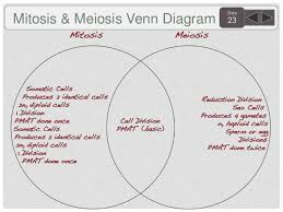 Match each phase of meiosis to the correct description. Sem 2 Biology Agenda And Targets 2015
