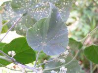 Image result for Abutilon longicuspe