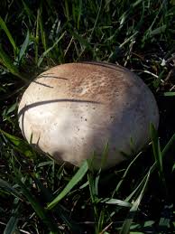 We did not find results for: Edible Puffballs In Your Front Lawn A Look At Calvatia Species