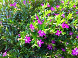 Fast Growing Mexican Heather Plants Cuphea Plant Heather Plant Purple Flowering Plants