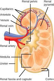 The blood supply to the kidneys originates from the paired renal arteries, which branch into segmental arteriesat the renal hilum. Ch 32 Test Prep For Ap Courses Biology For Ap Courses Openstax