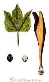 Image result for Hernandiaceae