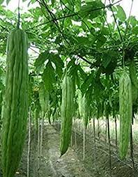 Harga waluh pun tergolong masih murah jadi banyak yang memanfaatkan tanaman ini sebagai selingan petani indonesia. 12 Cara Menanam Pare Agar Berbuah Lebat