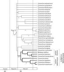 Image result for Pentarrhinum abyssinicum