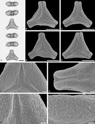 Image result for Helixanthera kirkii