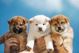 Maybe you would like to learn more about one of these? Shiba Inu Puppies Hd Wallpapers Free Download Wallpaperbetter
