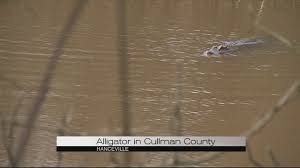 There are roughly 500 nuisance calls made per month in the area concerning big gators. Alligator In Cullman County Youtube