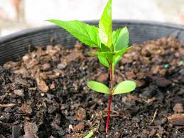 The stem grows upward and toward the light and leaves begin to develop on the stem. 2 Apple Tree Seedling Everything Backyard