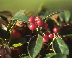 Image result for Galenia procumbens