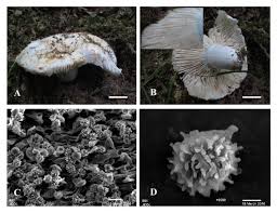 Image result for Russula polyphylla