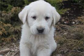 Lab-great Pyrenees Puppies Great Pyrenees Puppy Great Pyrenees Lab Mix Puppies