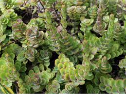Kalanchoe Laxiflora Milky Widow S Thrill World Of Succulents Succulents Cool Succulents Mini Garden