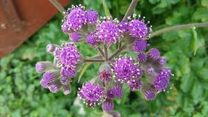 Image result for Acacia erubescens