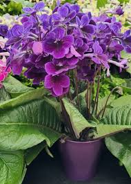 Image result for Streptocarpus sp.nov. aff. S. grandis