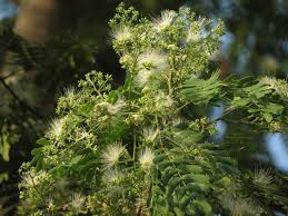 Image result for Albizia odoratissima