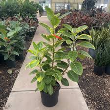 Image result for Ficus altissima