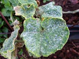 Image result for mildew on cucumbers