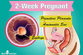 Image result for fetus 2,4 AND 3 weeks old