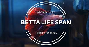 How many types of betta fish are there? How Long Do Betta Fish Live Average Lifespans Bettafish Org