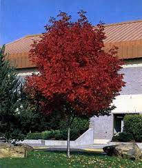 (large size, northeastern north american range). Arborist Email