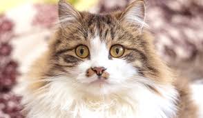 Long haired cats of livestock, siberian purebred hypoallergenic very different looking sister cats from the same litter. 11 Beautiful Cat Breeds With Long Hair Size Color And Grooming My Cat Meow