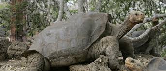 Like Something Out Of A Zombie Movie Species That Were Once Thought Extinct Seem To Be Rising From The Dead Betwe Giant Tortoise Galapagos Tortoise Galapagos