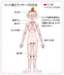 体中のリンパ節とリンパの流れにそったマッサージの方向です mery メリー 健康 腹筋のルーティン プランクチャレンジ