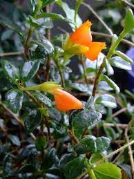 Nematanthus Gregarius Goldfish Plant Guppy Plant Plant Page Goldfish Plant Plants Trees To Plant