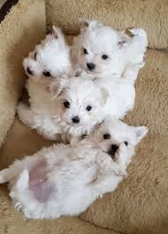 Check spelling or type a new query. Maltese Puppies For Sale New Castle Pa Maltese Puppy Maltese Puppies For Sale Maltese Yorkie Puppy