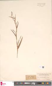 Image result for Hackelochloa